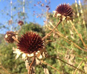 Close-up of wilted thistle against sky