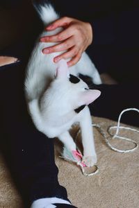 Cat sitting carpet