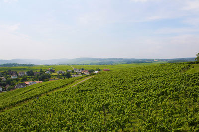 Scenic view of agricultural field against sky