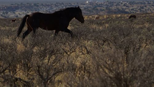 Horse on field against sky