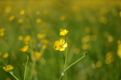 Close-up of yellow flower blooming in field