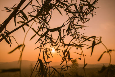 Close-up of silhouette tree against sky during sunset