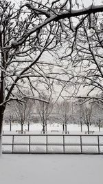 Bare trees against sky during winter