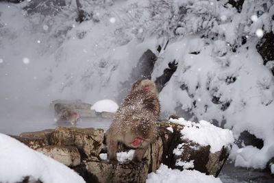 Monkeys on rock at hot spring during winter