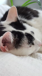 Close-up of cat relaxing on bed