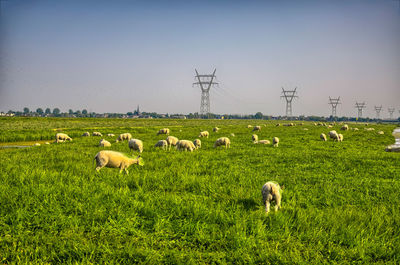 Sheep grazing on field