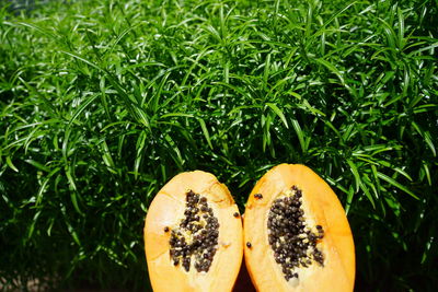 High angle view of orange slices on grass