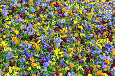 Full frame shot of purple flowering plants on field