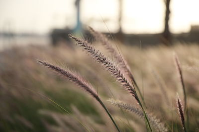 Close-up of stalks in field