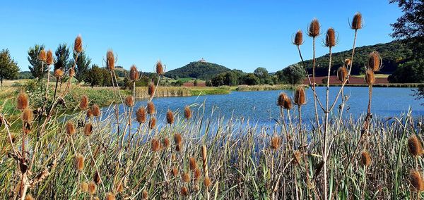 Scenic view of lake against clear blue sky