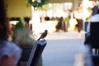 Close-up of bird against blurred background