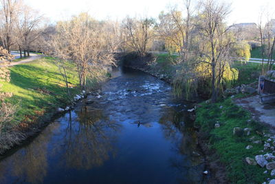 River amidst trees and plants