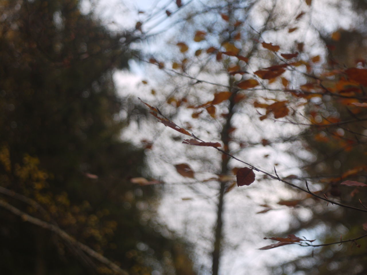 LOW ANGLE VIEW OF SNOW ON TREE DURING AUTUMN