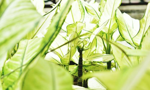 Close-up of fresh green plant