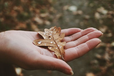 Cropped hand holding wet autumn leaf