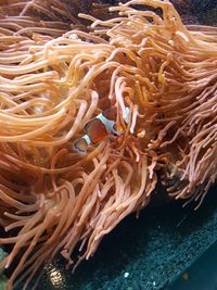 Close-up of coral in sea