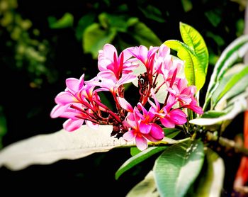 Close-up of pink flowers blooming outdoors