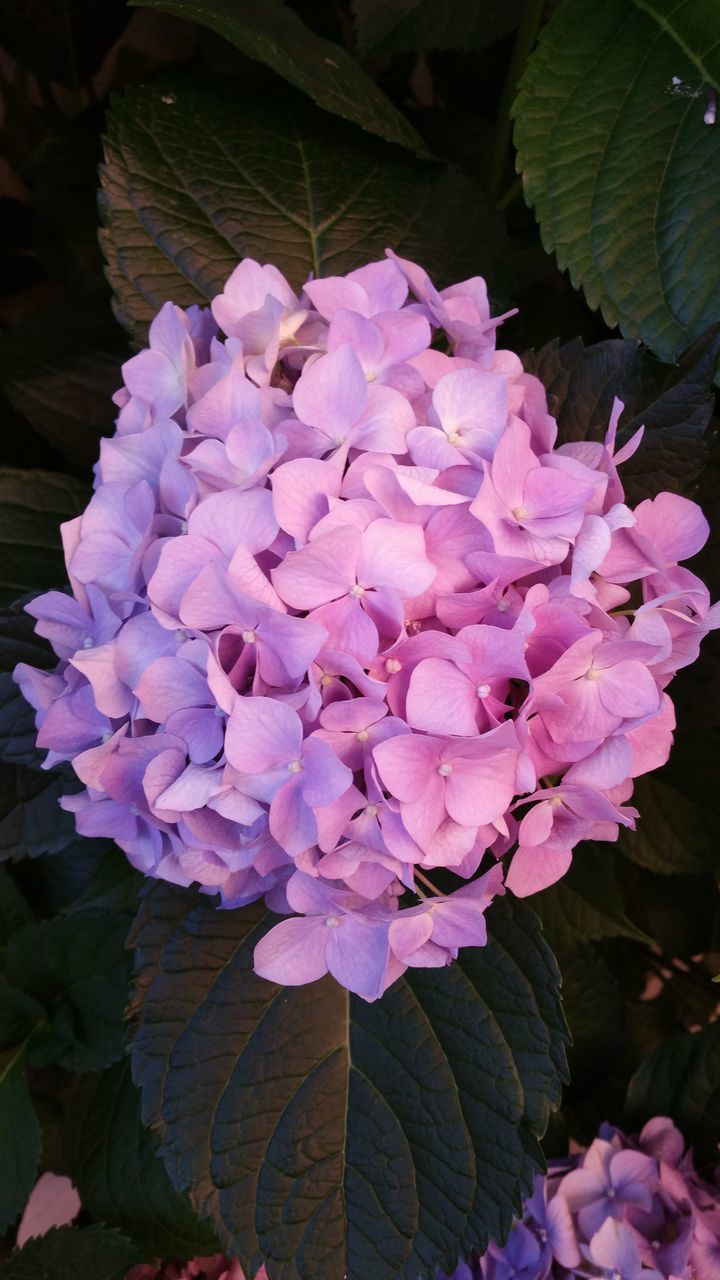 flower, freshness, fragility, petal, flower head, beauty in nature, growth, purple, pink color, close-up, nature, bunch of flowers, plant, blooming, high angle view, in bloom, leaf, hydrangea, blossom, botany