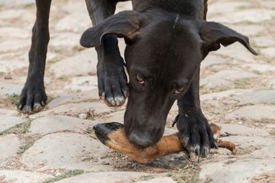 High angle view of dog eating meat on field