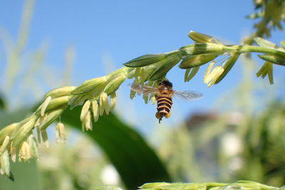 Close-up of bee pollinating flower