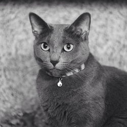 Close-up portrait of black cat