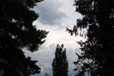 Low angle view of silhouette trees against sky