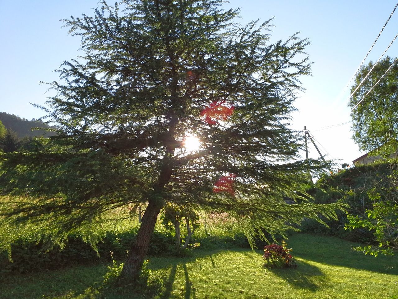 tree, growth, clear sky, sunlight, tranquility, green color, nature, grass, beauty in nature, tranquil scene, sun, field, growing, branch, park - man made space, plant, sunbeam, sky, scenics, sunny