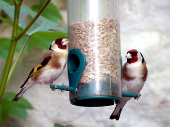 Close-up of bird perching on feeder