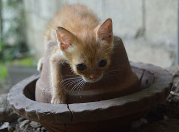 Close-up portrait of cat