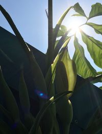 Low angle view of tree against sky