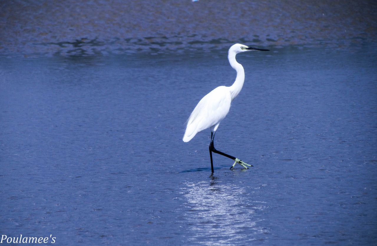 CLOSE-UP OF BIRD IN WATER