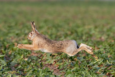 Side view of giraffe running on land