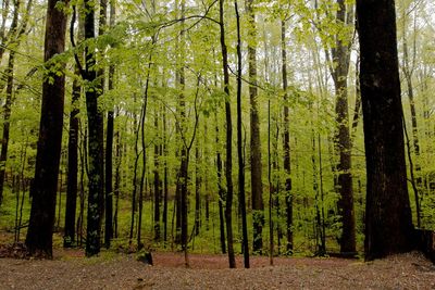 Pine trees in forest