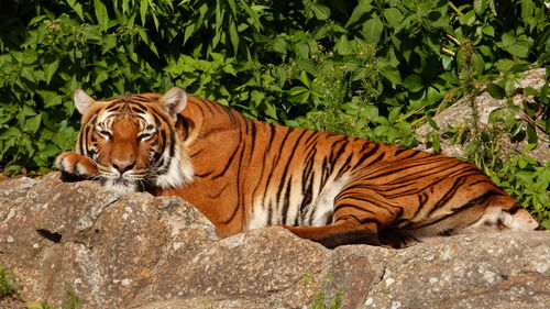 Tiger relaxing on rock