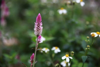 Close-up of purple flowering plant on field
