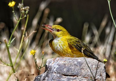 Close-up of bird perching on flower