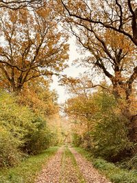 Road amidst trees during autumn