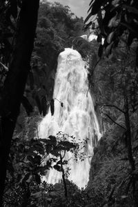 Low angle view of waterfall in forest
