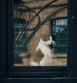 Cat looking through window