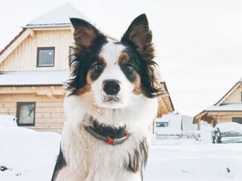 Portrait of dog against house during winter