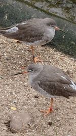 Close-up of bird