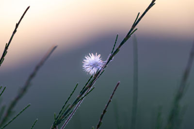 Close-up of dandelion against sky during sunset