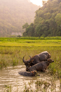 Buffalo standing on field