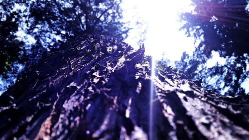 Low angle view of trees in forest against sky