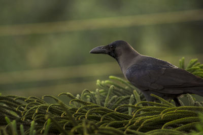 Close-up of bird perching outdoors