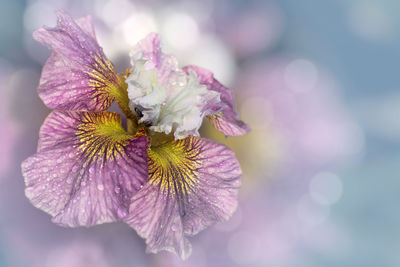 Close-up of insect on purple flowering plant