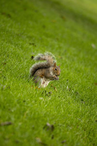 Squirrel in a field