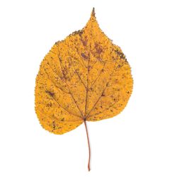 Close-up of dry leaf on white background