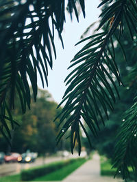 Close-up of raindrops on palm tree leaves