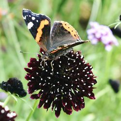 Close-up of butterfly perching on flower